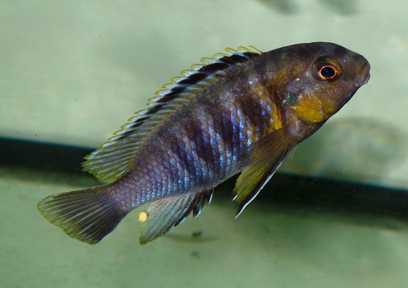 Tropheops sp. 'red cheek north' Magunga